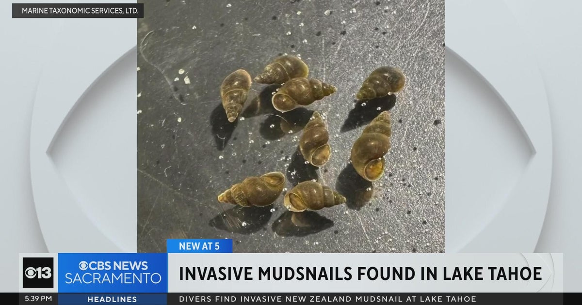 Invasive mudsnails found in Lake Tahoe