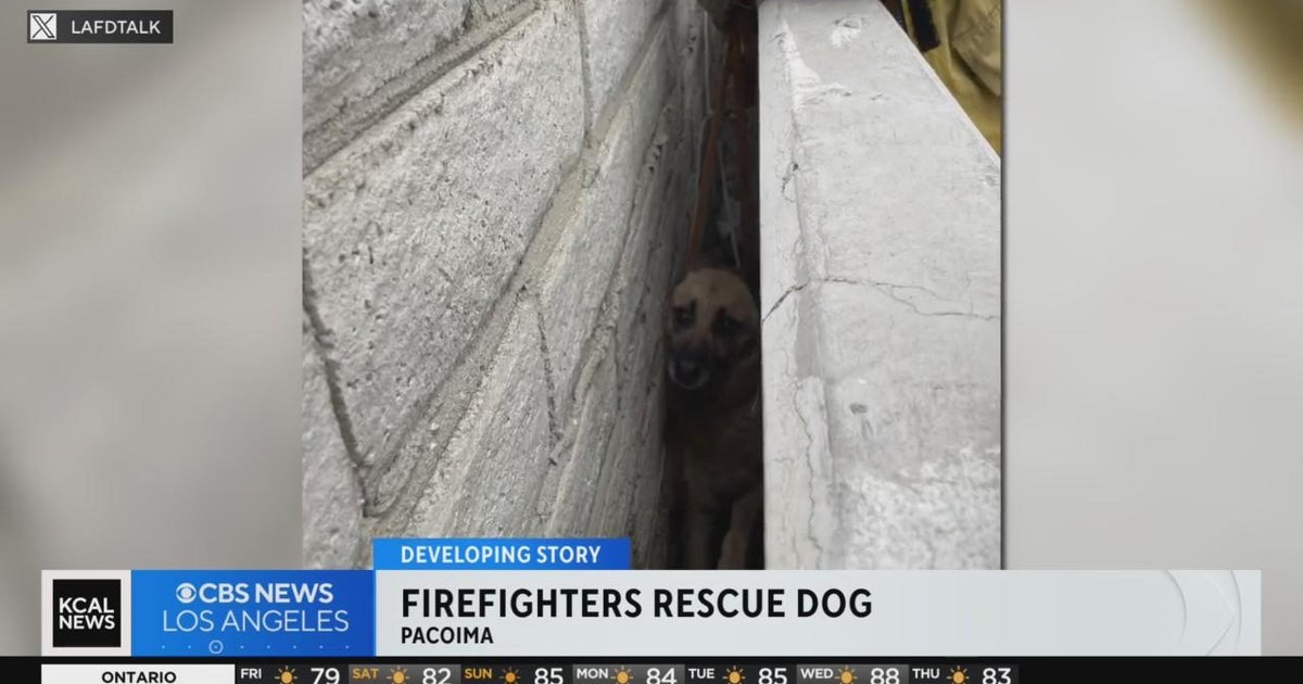 LA firefighters rescue dog stuck in retaining wall CBS Los Angeles