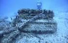 Mussels Decaying Shipwrecks 