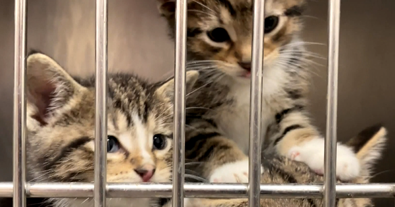 Broward County Animal Care over capacity, pleads for adoptions, volunteers Broward County Animal Care over capacity, pleads for adoptions, volunteers