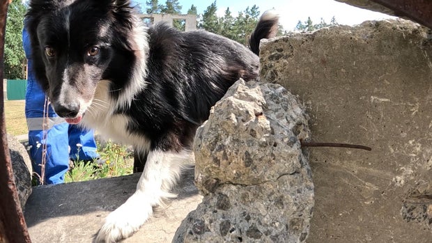 Joy the dog in Ukraine