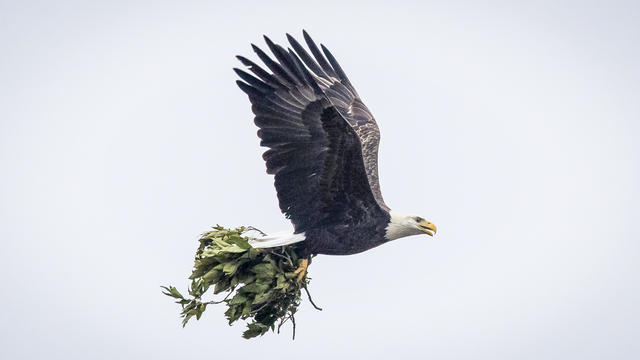 American Bald Eagle Makes A Comeback On Long Island 