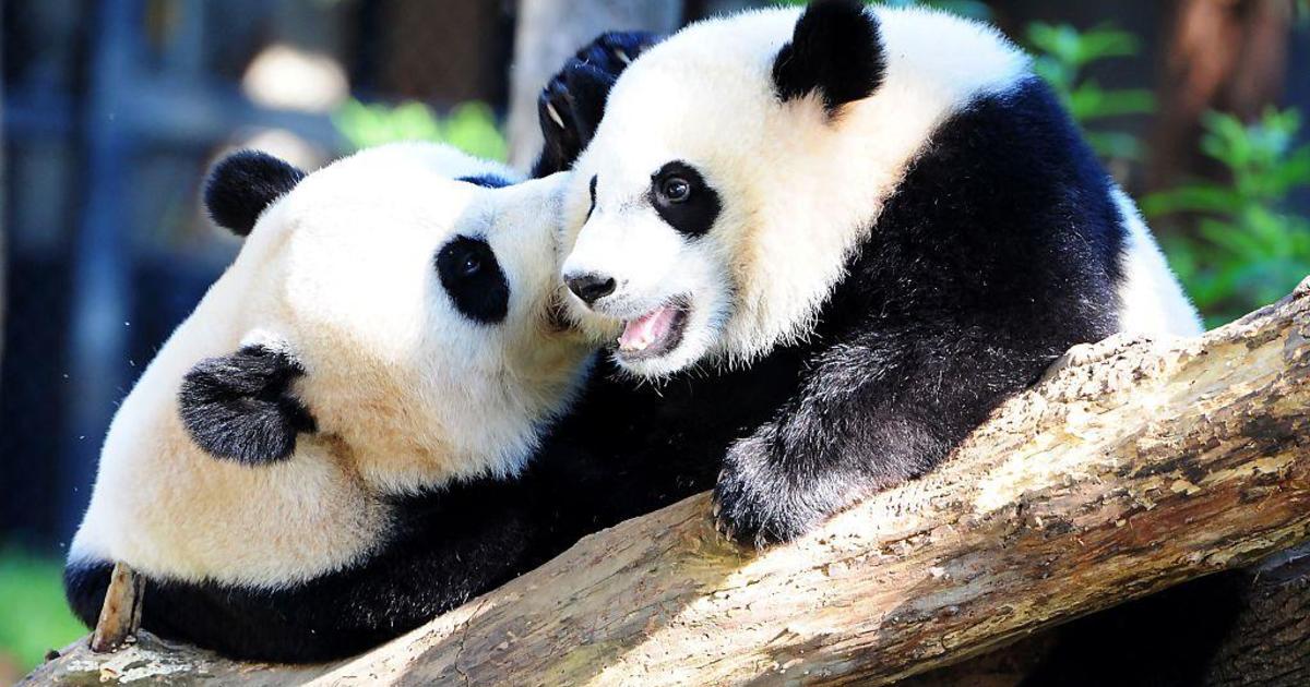 Bye-bye, pandas: Amid curdling U.S.-China relations, zoo loses beloved  beasts after 51 years