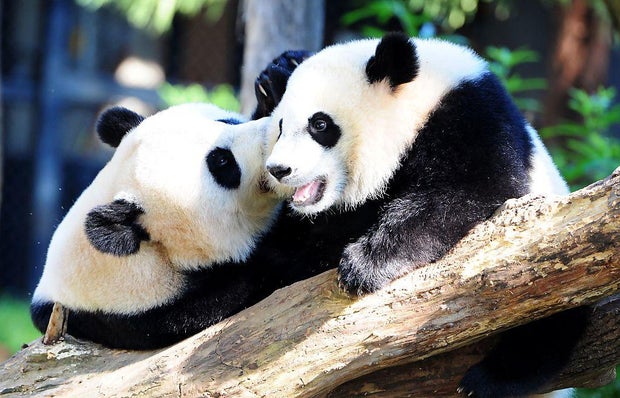 Pandas