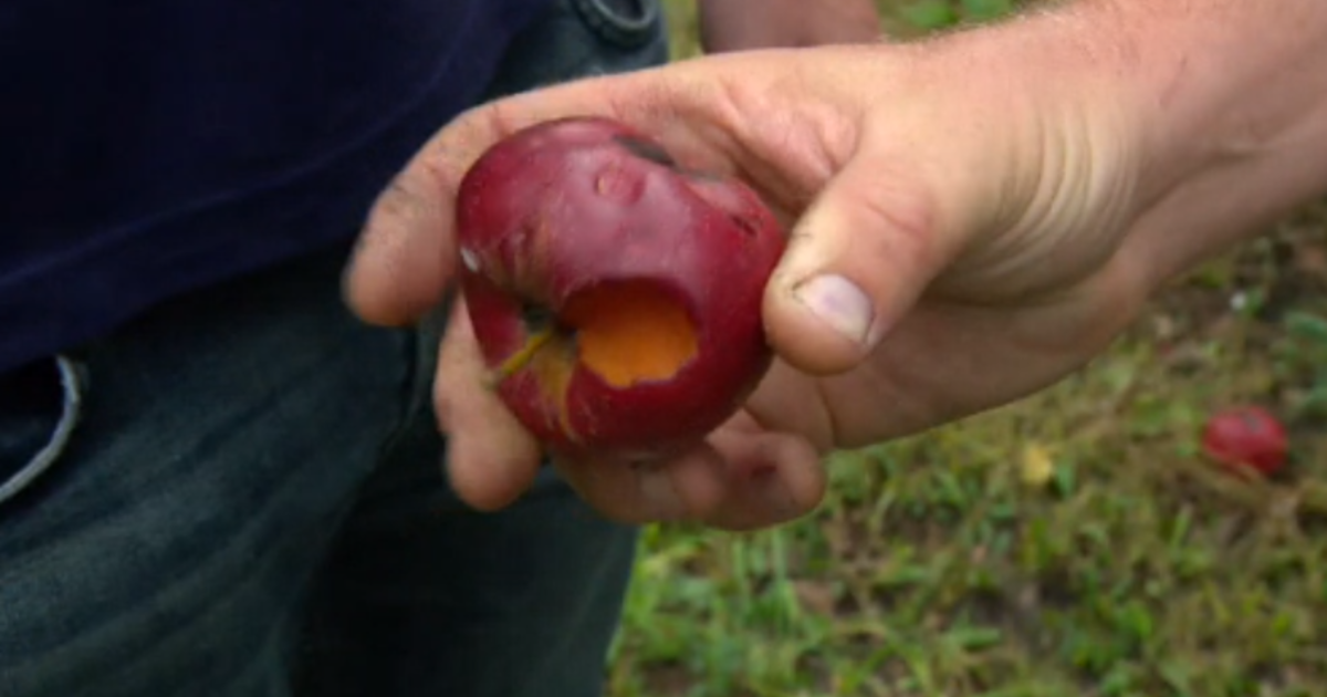 Drought in Minnesota: Mixed Blessing for Farmers as Rain Damages Apple Harvest