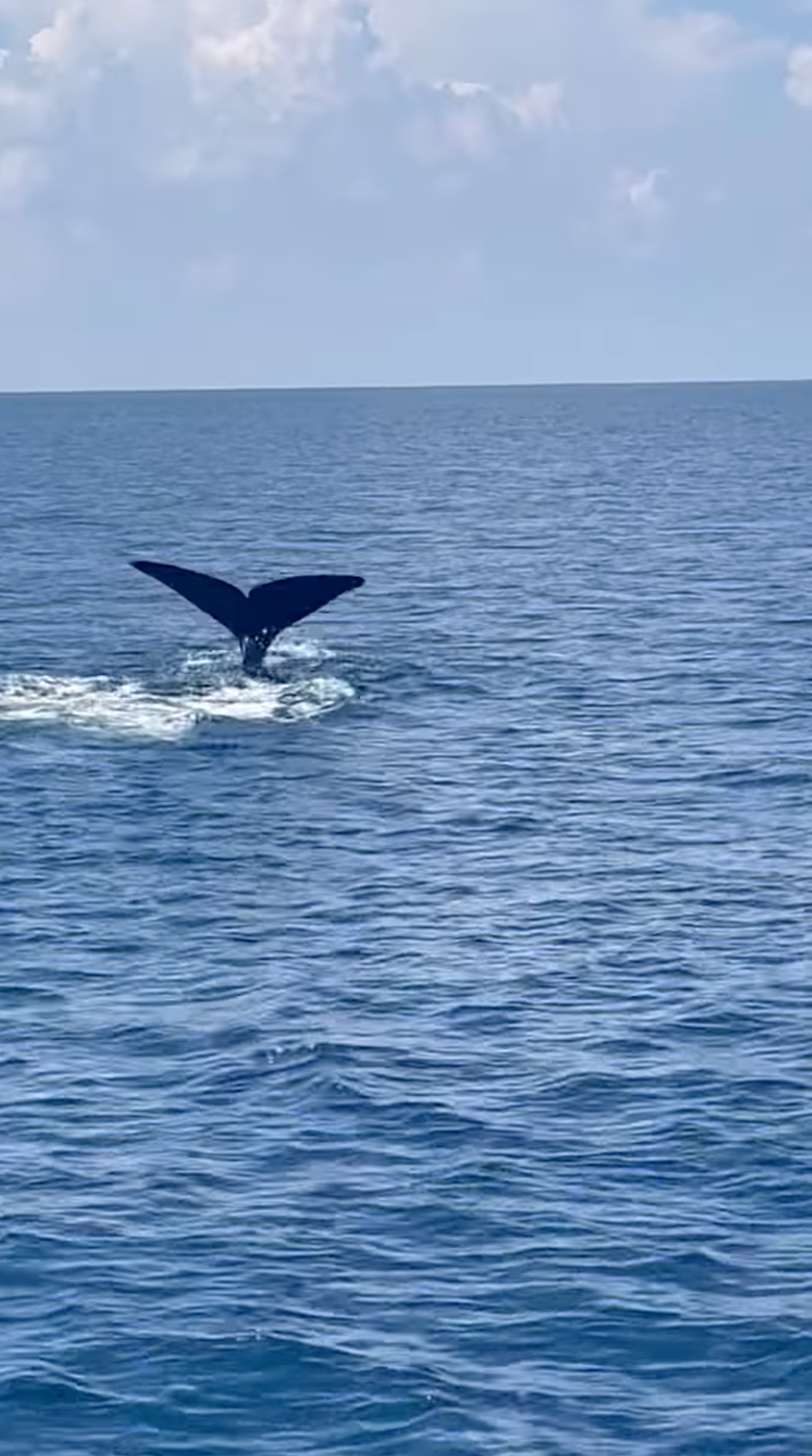 rices-whale.png 