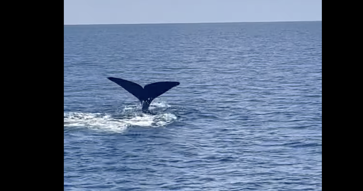 U.S. Coast Guard captures video of critically endangered whales off Louisiana