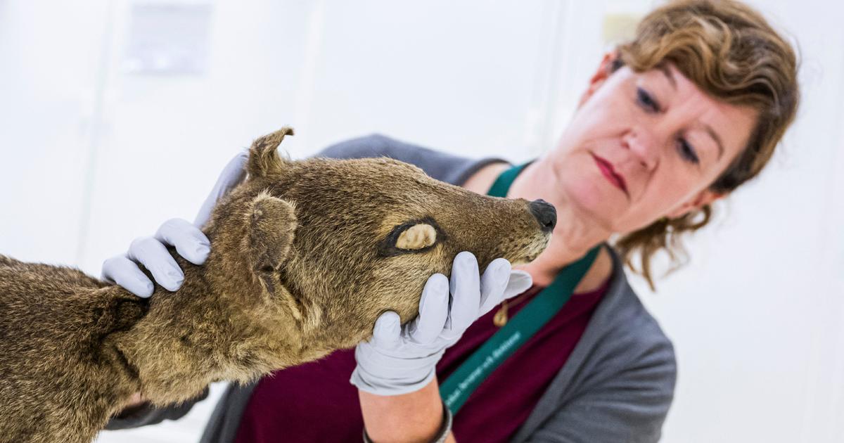 In a first, scientists recover RNA from an extinct species — the Tasmanian tiger