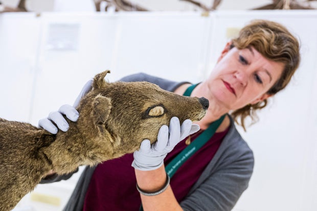 SWEDEN-AUSTRALIA-RESEARCH-ANIMAL