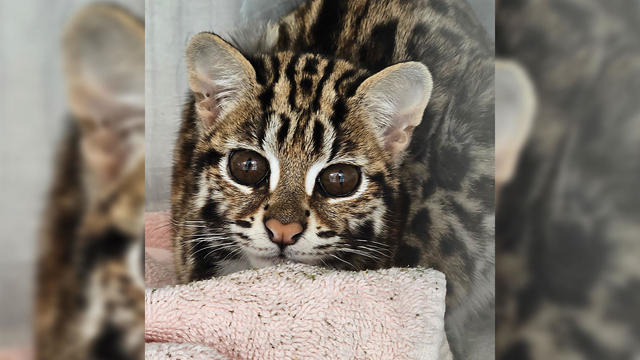 the-wildcat-sanctuary-asian-leopard-cats.jpg 