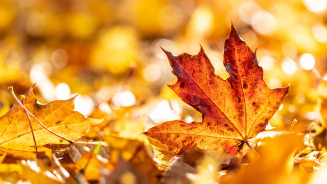 Close-up of a red maple leaf in the bright rays of the autumn morning sun. Autumn leaves in autumn colors and lights. 