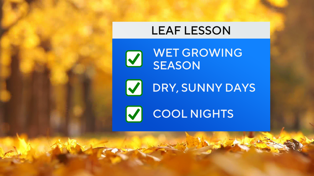 jl-fa-leaf-lesson-1.png
