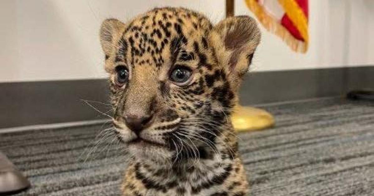 Texas couple arrested for jaguar cub deal in first case charged under Big Cat Public Safety Act