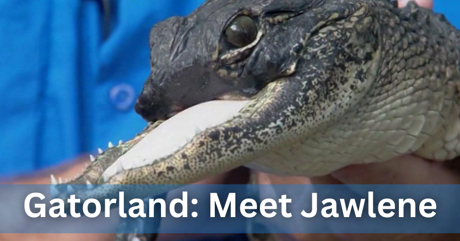 Gatorland: Florida alligator missing prime fifty percent of its jaw formally named Gatorland: Florida alligator missing prime fifty percent of its jaw formally named