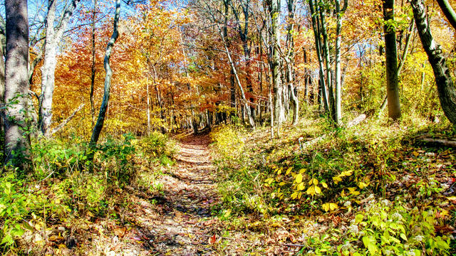 Narrow Path, Autumn Woods, Southeastern Pennsylvania 