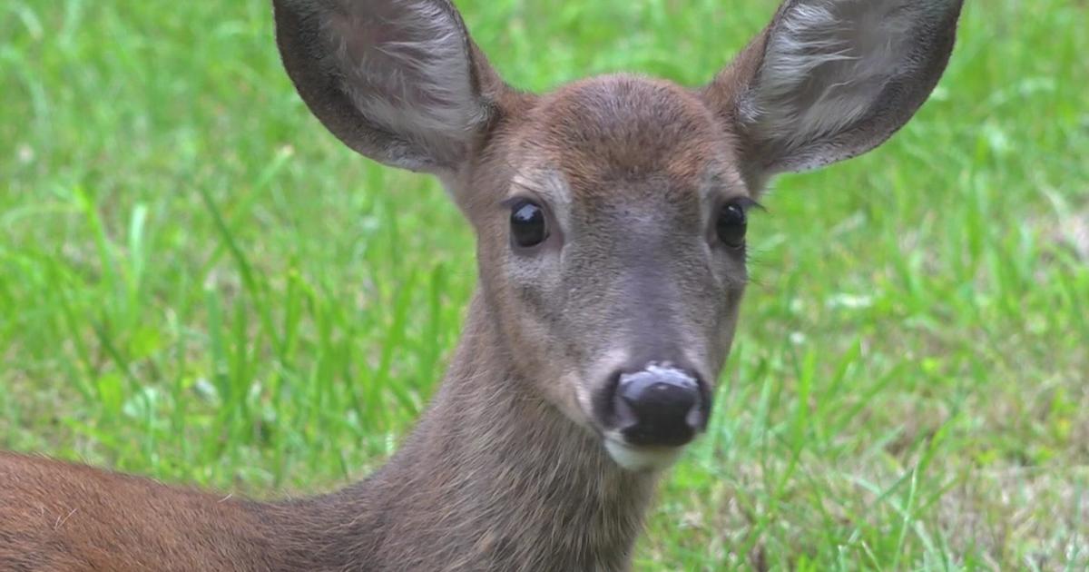 Wisconsin’s annual gun deer season set to open this weekend