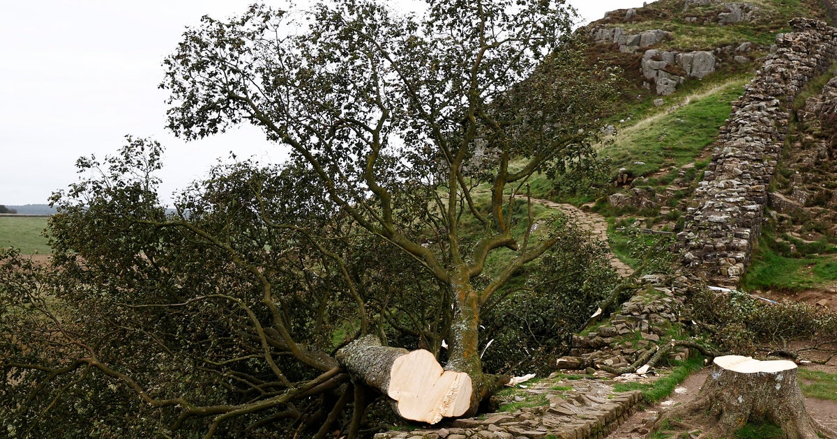 U.K. men sentenced to more than 4 years in prison for cutting down iconic Sycamore Gap Tree U.K. men sentenced to more than 4 years in prison for cutting down iconic Sycamore Gap Tree