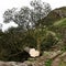 Men sentenced to over 4 years in prison for cutting down iconic tree