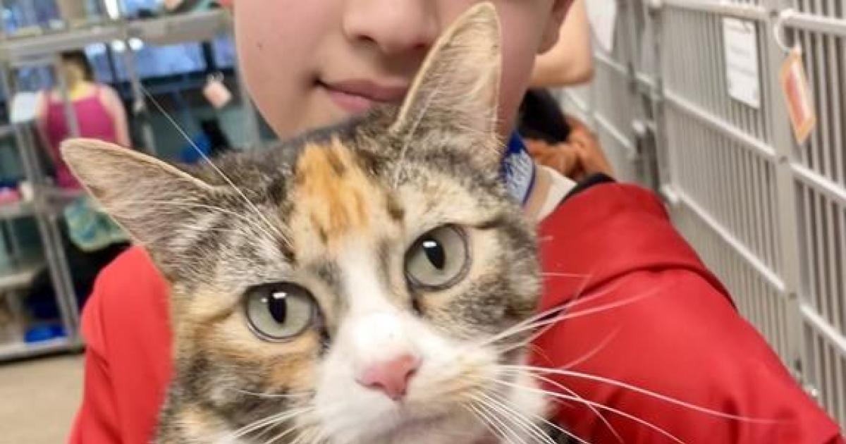 Missing Kansas cat found in Colorado and reunited with owners after 3 years