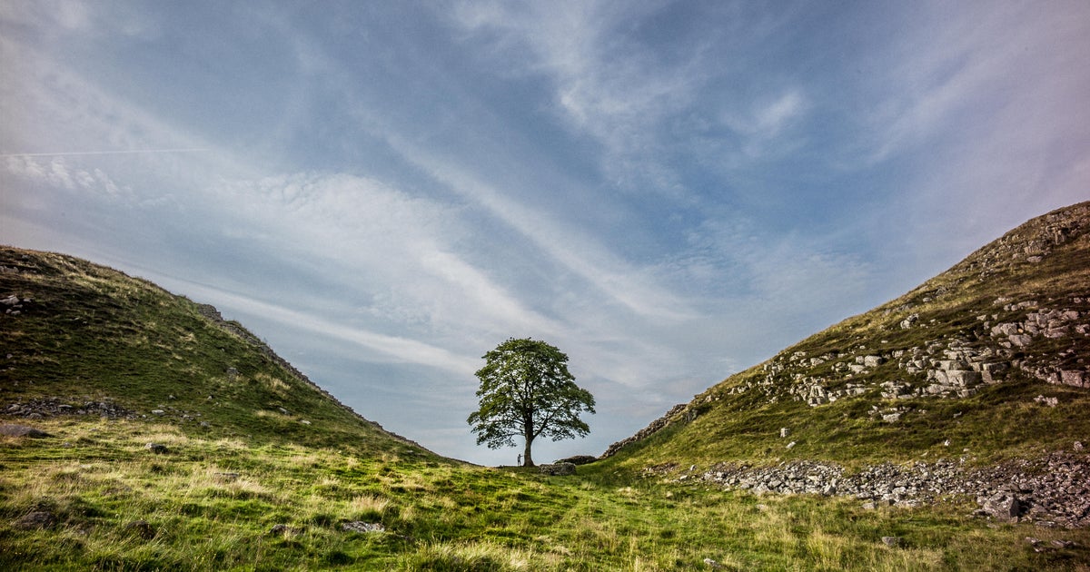 Дървото Sycamore Gap в Обединеното кралство, представено във филма „Робин Худ“ от 2016 г., отсечено при „умишлен акт на вандализъм“