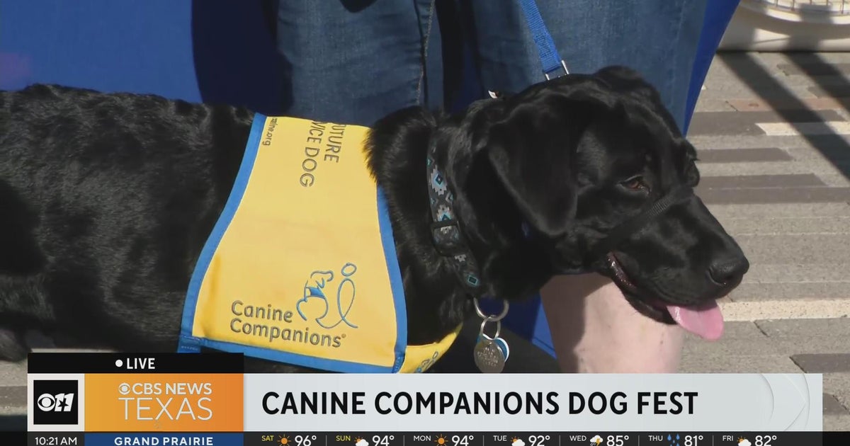Accredited Small Canine Companions photo