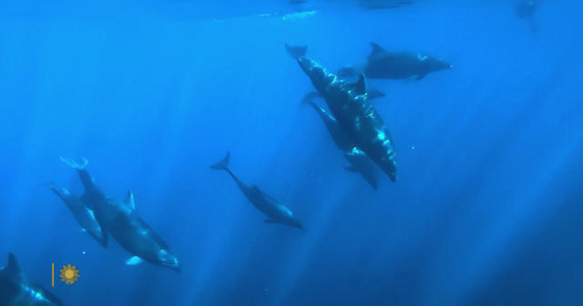 Nature: Dolphins off Mexico's Baja Peninsula - CBS News