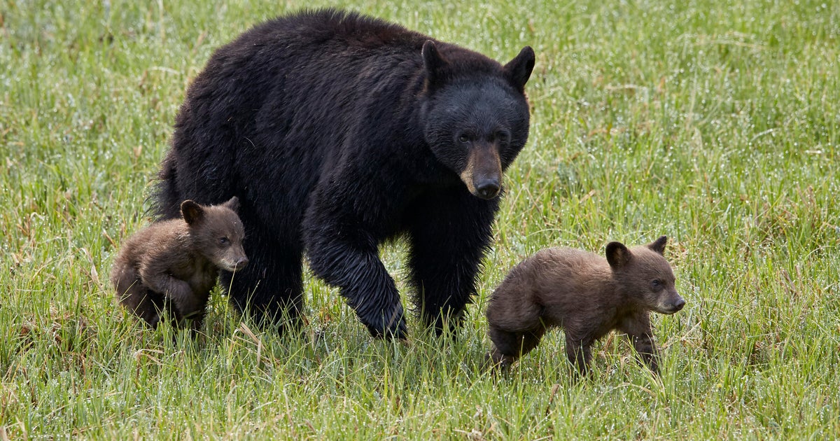 2 hikers injured in bear attack at Yellowstone National Park