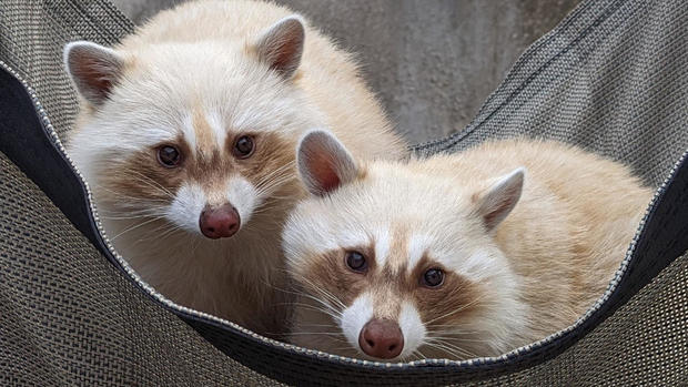 denver-zoo-raccoons2-3-copy.jpg 