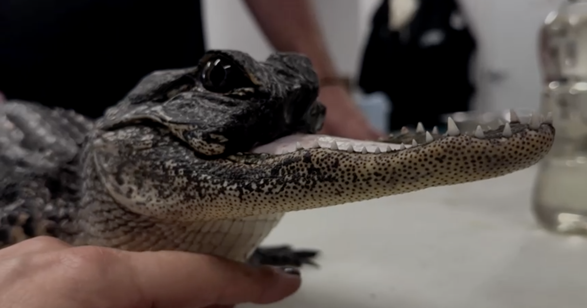 A Florida gator "lost her complete upper jaw" and likely would've died. Now, she's thriving with the name Jawlene