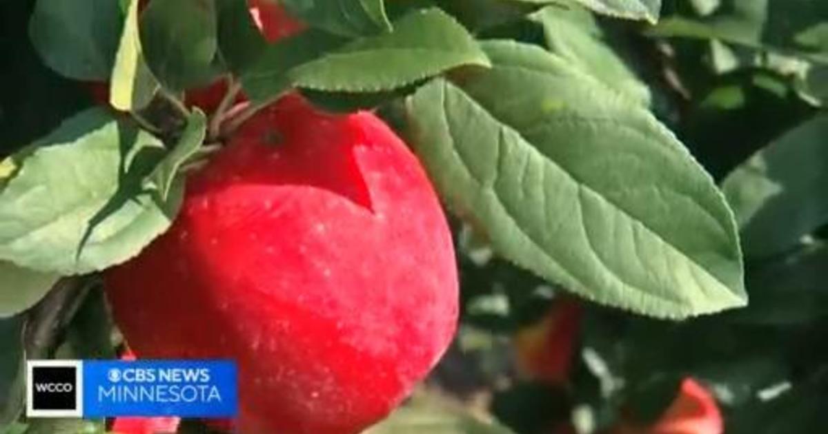 U of M researchers find the 'parents' of the Honeycrisp apple