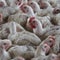 7.5 million chickens culled due to South Africa bird flu outbreaks