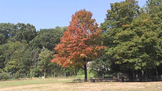 A tree with leaves that are starting to turn red stands among trees with green leaves. 