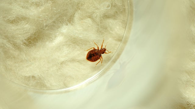 bedbug