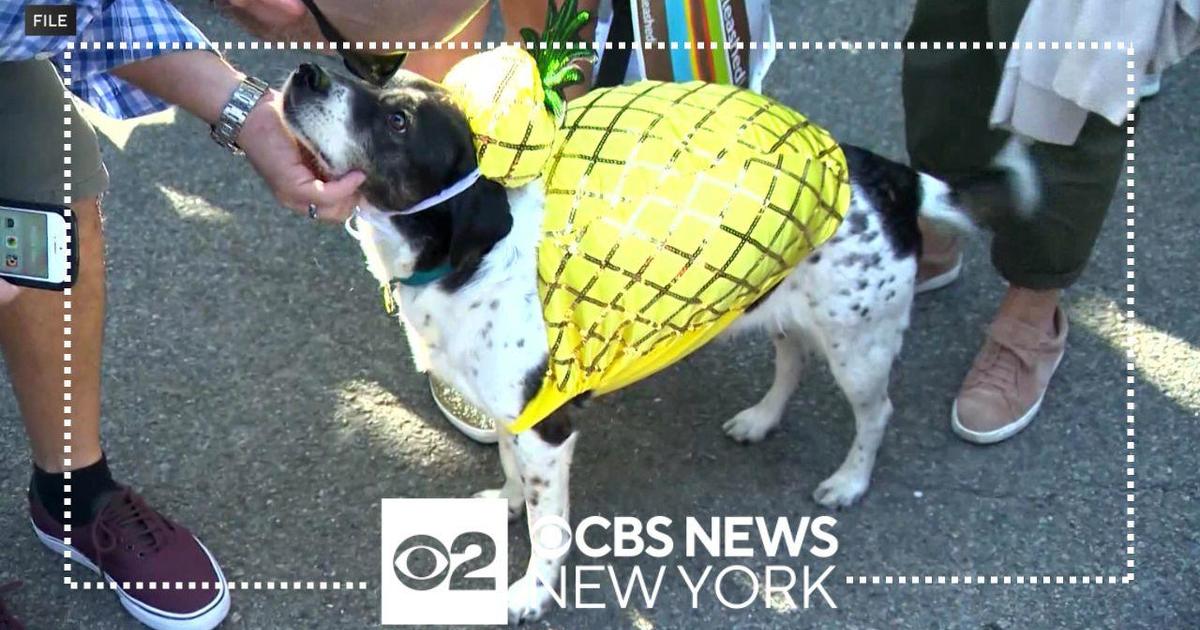 Yankees dog The 21st Annual Tompkins Square Halloween Dog Parade