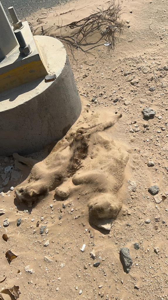 Two cats under the desert sands