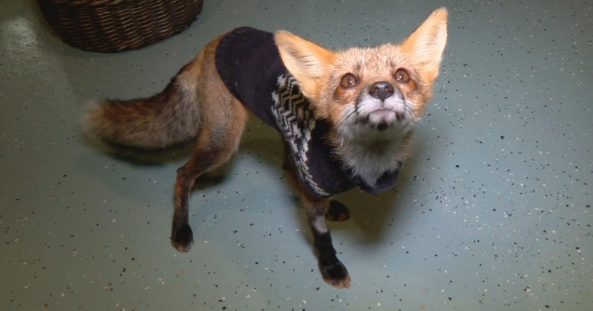 Arlington police search for person setting illegal traps to catch foxes