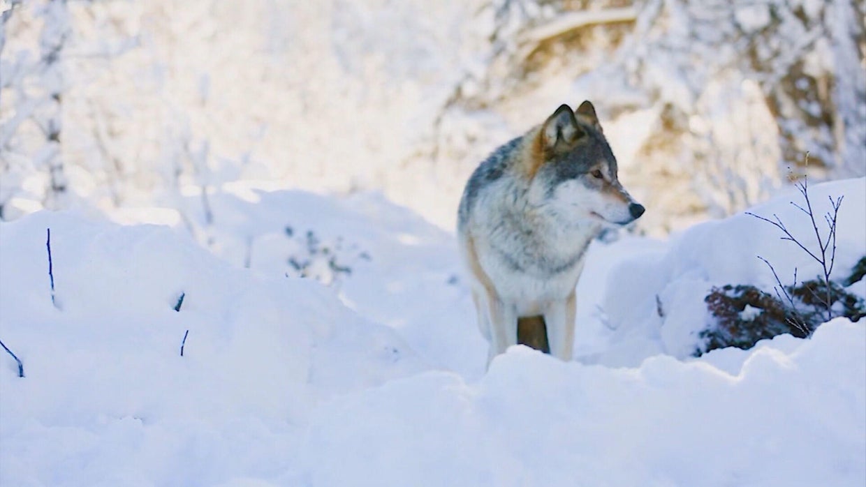 wolf-reintroduction-6pkg-frame-280.jpg 