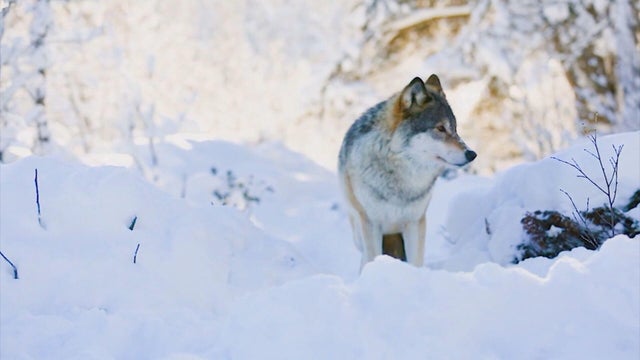wolf-reintroduction-6pkg-frame-280.jpg 