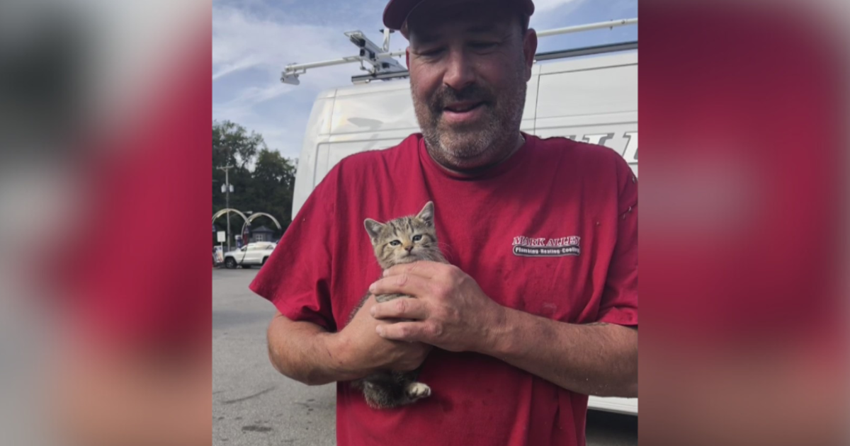 Kitten found under car's hood rescued from drainpipe at Pittsburgh-area gas station