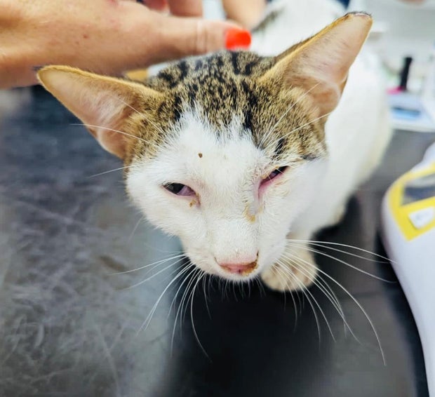 Animal lovers rush to the rescue after dozens of cats are left to die in Abu Dhabi desert