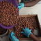 Climate change is threatening cacao crops, researchers say