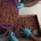 Climate change is threatening cacao crops, researchers say