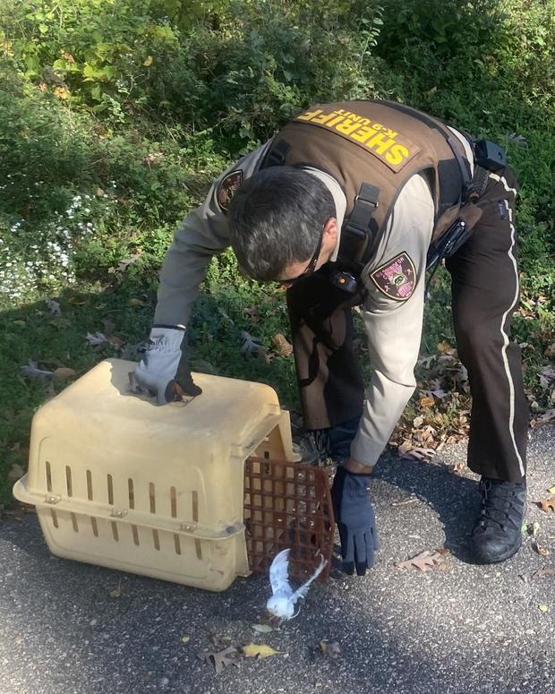 Washington County Sheriff's Deputy saves parakeet near st croix river 