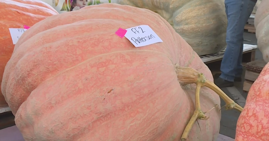 Thousands turn out in Northern California for Giant Pumpkin Festival