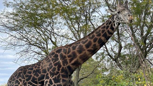 lewis-giraffe-pittsburgh-zoo-1.jpg 