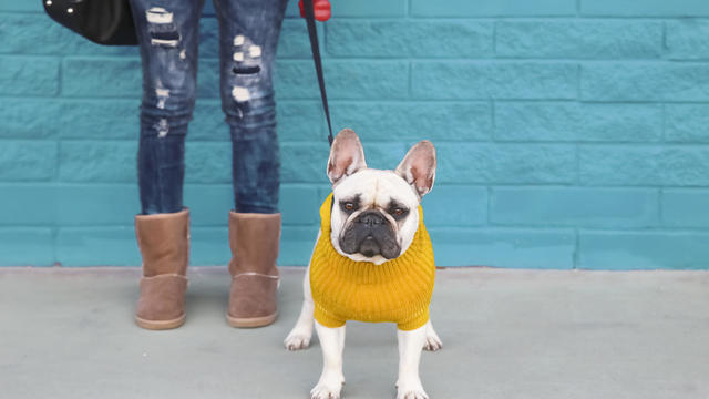 Portrait of French bulldog wearing yellow knit pullover 