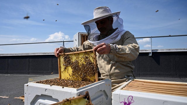 Copenhagen honey project Bybi in Denmark 