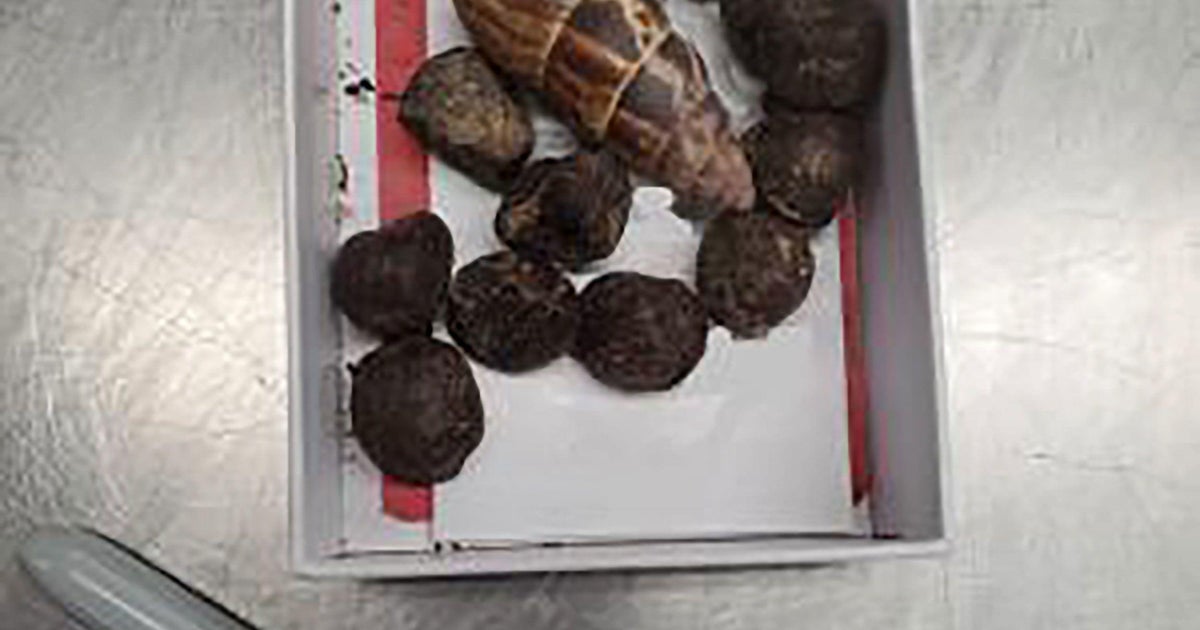 Customs seizes box of giraffe poop at Minnesota airport Customs seizes box of giraffe poop at Minnesota airport