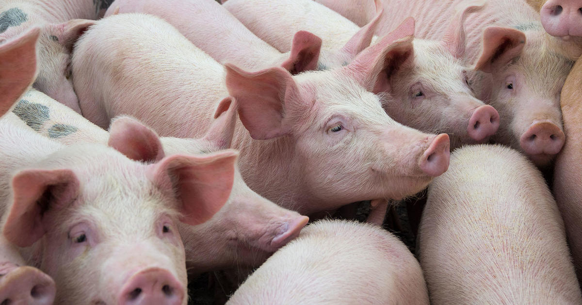 Най големият производител на свинско месо в Тенеси е обвинен в