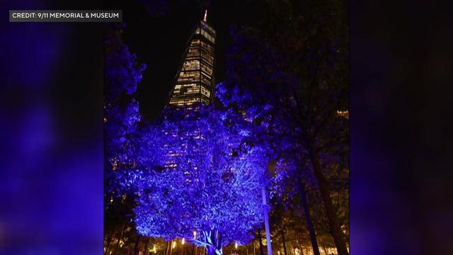 The Survivor Tree at the World Trade Center lit in blue. 